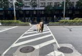 狗狗綠燈走斑馬線卻出車禍，肇事責任算誰的？ 5