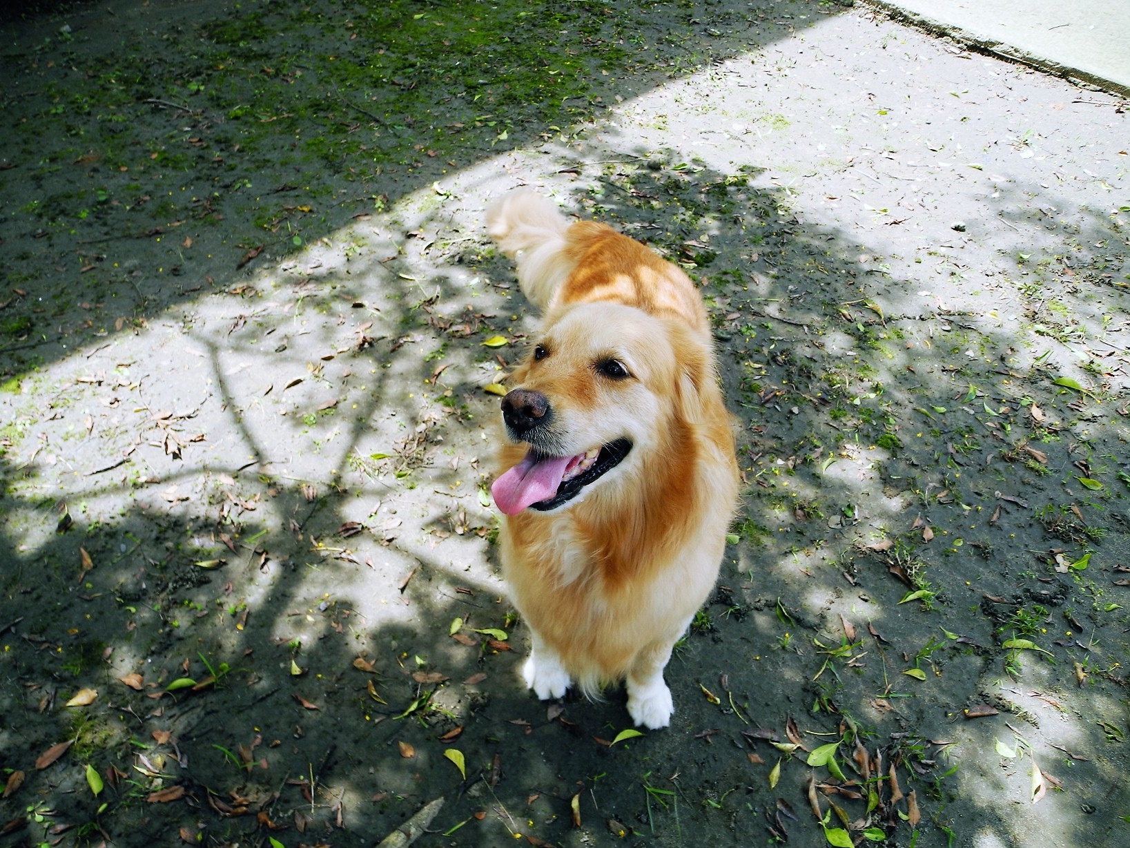 台灣寵物信託/ 寵物遺囑 3