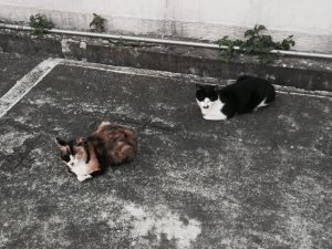 法律新訊 6