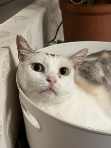 法律新訊 5