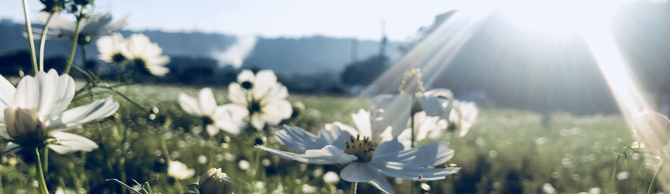 關於陽昇 5