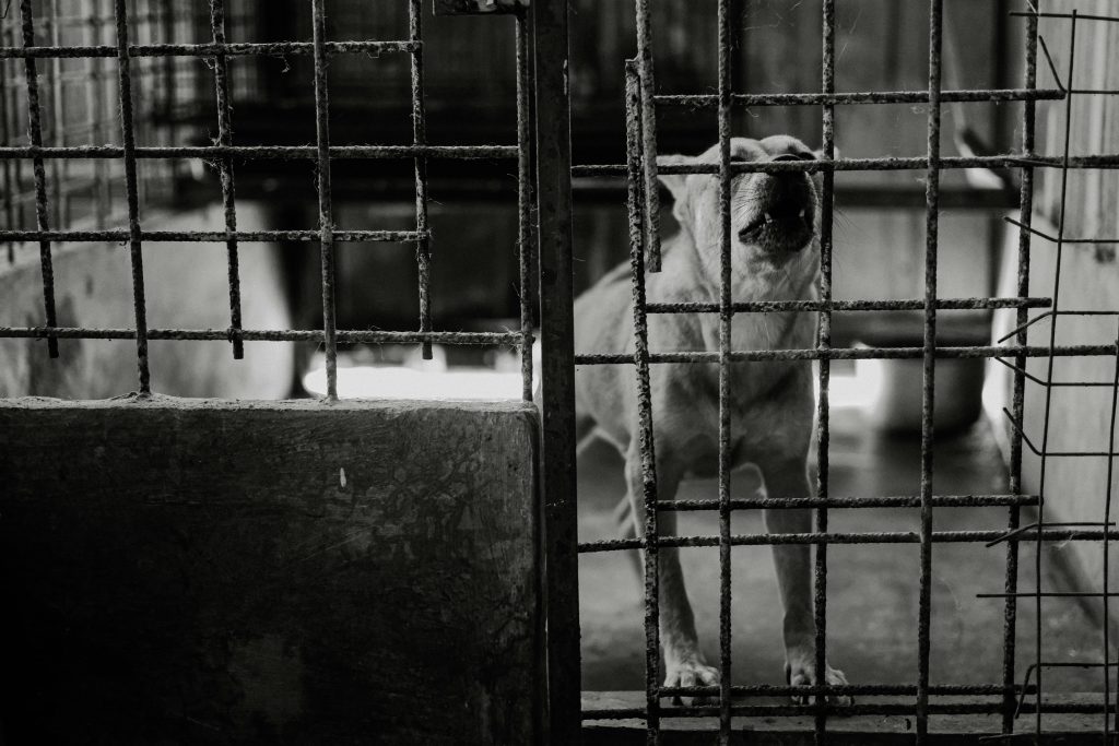 【刑事】不可不知的動物傷害罪 2