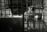 【刑事】不可不知的動物傷害罪 3