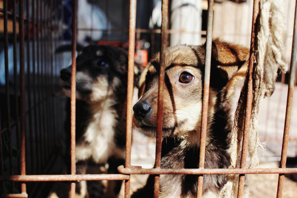 【刑事】飼主把寵物交給動物收容所算是棄養嗎？ 2