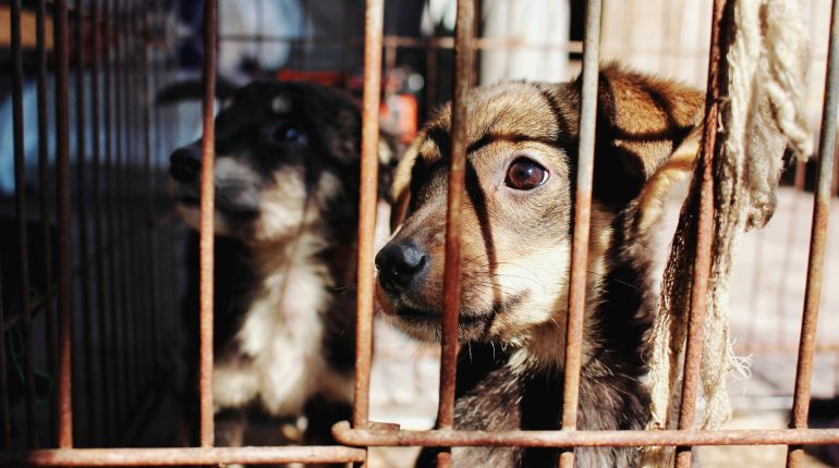 【刑事】飼主把寵物交給動物收容所算是棄養嗎？ 1