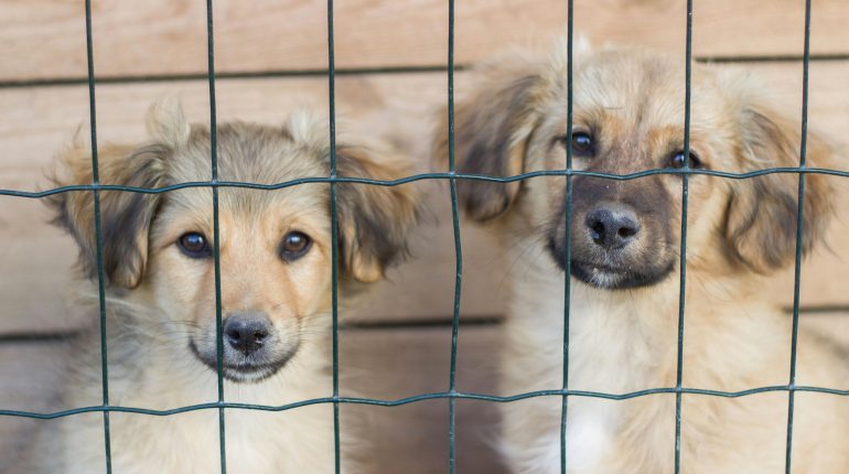 【刑事】違法經營寵物養殖場可能涉及什麼責任？ 1