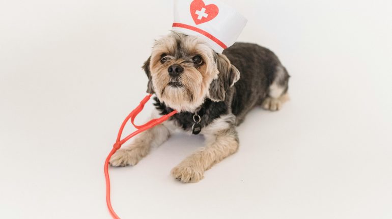 【刑事】有人惡意傷害我的寵物，我能夠怎麼做？ 1