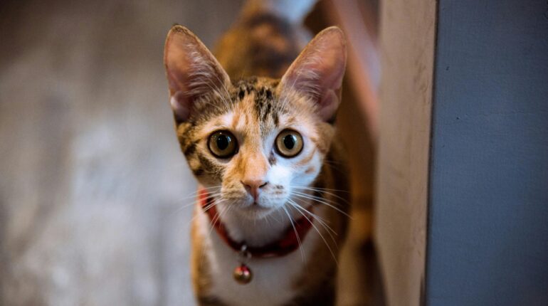 【行政】貓咪也需要像狗狗一樣去打晶片登記嗎？ 1