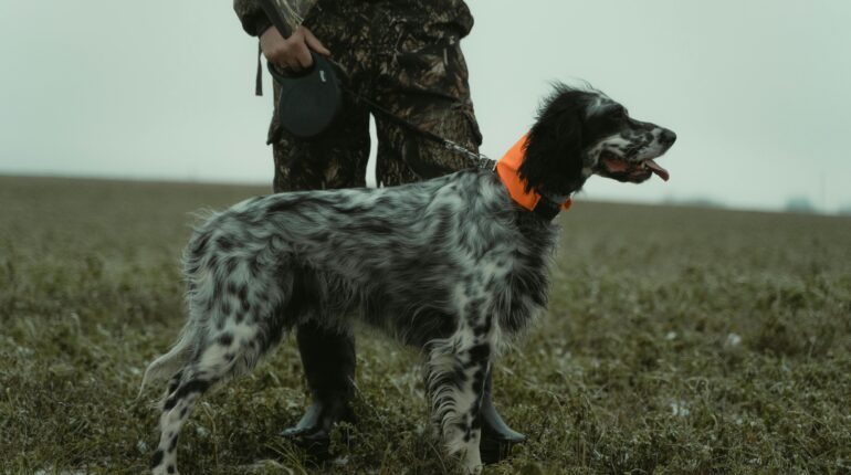 【刑事】打獵放陷阱卻夾到寵物狗或流浪狗，可能涉及什麼責任？ 1