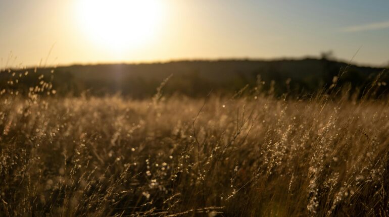 【著作權】用芒草畫面諷刺「零日攻擊」的著作權法議題 1