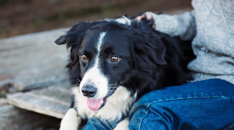 【民事】情侶共有的寵物可以分割嗎？ 1