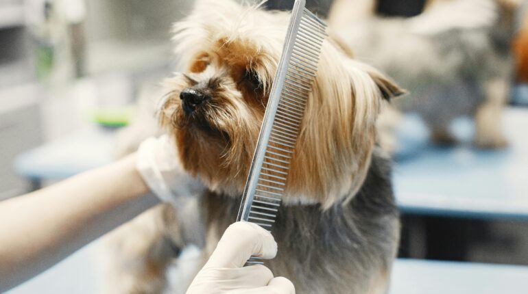 【行政】寵物美容定型化契約新制的法律議題 1